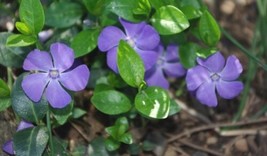 40 Seeds Vinca Orchid Periwinkle Flower Long Lasting Annual - £13.08 GBP