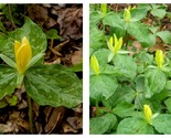 5 Yellow Trillium T. Luteum ROOTS WOODLAND WILDFLOWERS New - $44.93