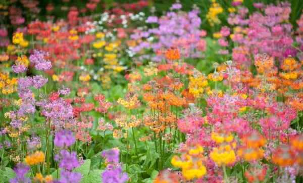 50+ Candelabra Primrose 'Harlow Carr' Mixed Color Seeds Primula X Bulleesiana Fr