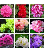 Beautiful 100% True Rhododendron Flower Flores Potted 24 Varieties 100pc... - £6.21 GBP