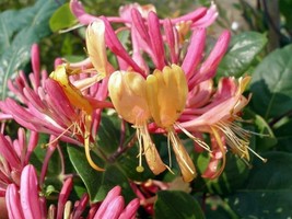2.5&quot; Pot Lonicera Honeysuckle Vine Gold Flame Very Hardy Pink Yellow Bloom  - £47.44 GBP