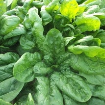 1 Gram Spinach Viroflay Vegetable Garden Seeds Yard Gardening - £10.97 GBP