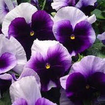 35 SEEDS SWIS GIANT ULLSWATER BEACONSFIELD PANSY HEIRLOOM SEEDS QUICK BL... - £6.44 GBP