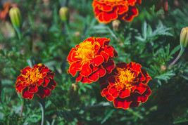 200 seeds Sparky French Marigold Nourish Your Soil with Organic Planting Seeds  - £6.72 GBP