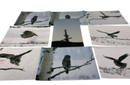 Lot of (9) Original 12x8&quot; Snow Owl Color Photograph Photo Bird Animal Art - £15.92 GBP