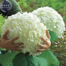 Hydrangea Arborescens White Flower Seeds 15 Seeds Big Blooming Shrub Garden USA  - $8.49