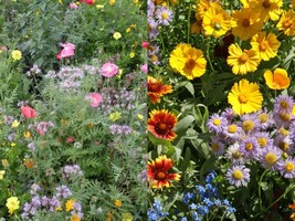 100+ Seeds Bee Wildflower Mix Colorful Mixture 15 Species Pollinators - £9.43 GBP