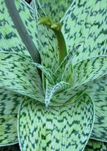100 SEEDS ALOE cv DELTA LIGHTS hybrid exotic color succulent rare flower... - $33.98