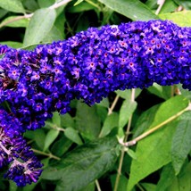 50 Dark Purple Butterfly Bush Buddleia Davidii Hummingbird Shrub Fragrant Flower - £11.98 GBP