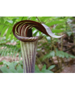 5 Jack-In-The-Pulpit bulbs Indian Turnip (Arisaema triphyllum) - $8.95