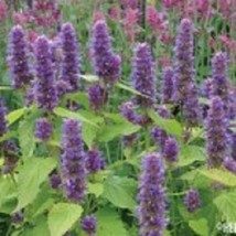 50 Lavender Hysop Agastache Flower Seeds PerennialFrom US  - £6.62 GBP