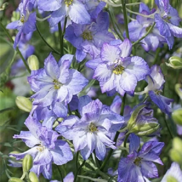 50 Frosted Skies Delphinium Seeds Flower Seed Flowers 773 Fresh - £8.63 GBP