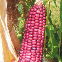 Neon Pink Popcorn Seeds Barbiecore Mini Pink Pearl Glass Gem Corn Seed  - £4.66 GBP