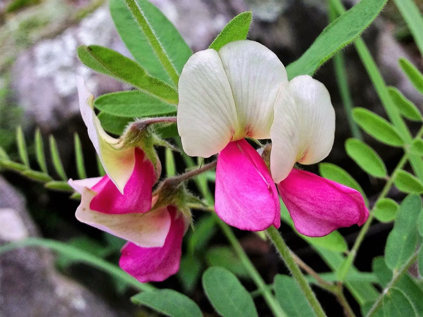 30 Goat&#39;S Rue Tephrosia Virginiana Cracca Flower Grass Legume Ground Cover Seeds - £8.39 GBP