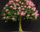 Pink Fairy Duster Tree Calliandra Enophylla  Exotic  10 Seeds - £7.20 GBP