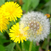 Bellfarm® Dandelion 300 Seeds FRESH SEEDS - $7.99