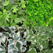 20 Cuttings Mix 4 Types Ivy 5 Each Algerian Green Ripple Swedish Ivy - £19.33 GBP