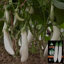 300 Seeds, White Long Eggplant Seeds ZZ-1754 - £12.64 GBP