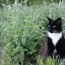 TB Catnip Seeds Perennial Herb Cat Lovers Happy Kitty Cat Non-Gmo 200 Seeds - £4.80 GBP