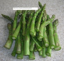 Mary Washington Asparagus Seeds - Vegetable Seeds - BOGO - £1.56 GBP