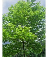 30 Columbia London Plane Tree Seeeds Platanus X Acerifolia Columbia Fres... - $17.62 CAD
