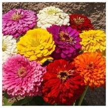 Crystal White Wax Onion Seeds - $8.67