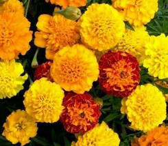 BStore French Marigold Flower Seeds 90 Petite Mix Garden Annuals Bees - £6.74 GBP