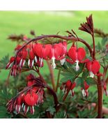 25 Red Bleeding Heart Seeds Flowers Bloom Shade Flower Garden Seed - $16.43 CAD