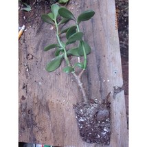 Bonsai Jade Plant - Crassula Ovata 1 Year Old #MVK02 - £25.44 GBP