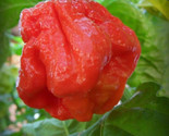 LWK 25 Seeds 7 Pot Jonah Pepper Vegetables ing Edible Food Easy Grow - $13.32