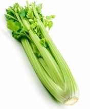 2000+Celery Seeds Tall Utah Celery Seeds Heirloom Crisp Tender Texture Fresh Gar - £5.07 GBP