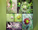 SPRING FLOWERS IN TEXAS FLORAL LAMINATED PHOTOGRAPHIC MONTAGE 20&quot;X16&quot; NA... - £87.95 GBP