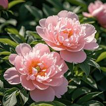 Advanced Mixed Color Peony Plant seeds - $6.00