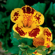 40 Mimulus Yellow Maroon Bi Color Monkey Flower Flower Seeds - £13.56 GBP