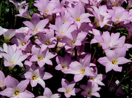 Pink Rain Lily Zephyranthes robusta, 10 Seeds D - $14.35