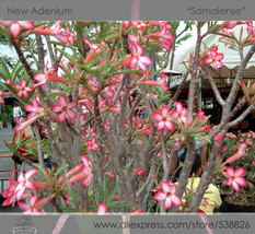 New Fresh Somalense Adenium White Pink Desert Rose Seeds Pack 2 Seeds / Pack - $4.16