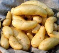 Russian Banana Fingerling Potato Seed Seeds - $9.99