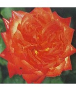 Charisma Floribunda 1 gal Red Orange Yellow Bush Plants Shrub Plant Fine... - $48.45