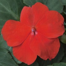 USA Seller Impatiens Seeds 50 Seeds Impatiens Xtreme Scarlet Flower Seeds - $18.84