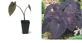 Live Plant Black Magic Elephant Ear - Colocasia esculenta - Live Plant - $46.99