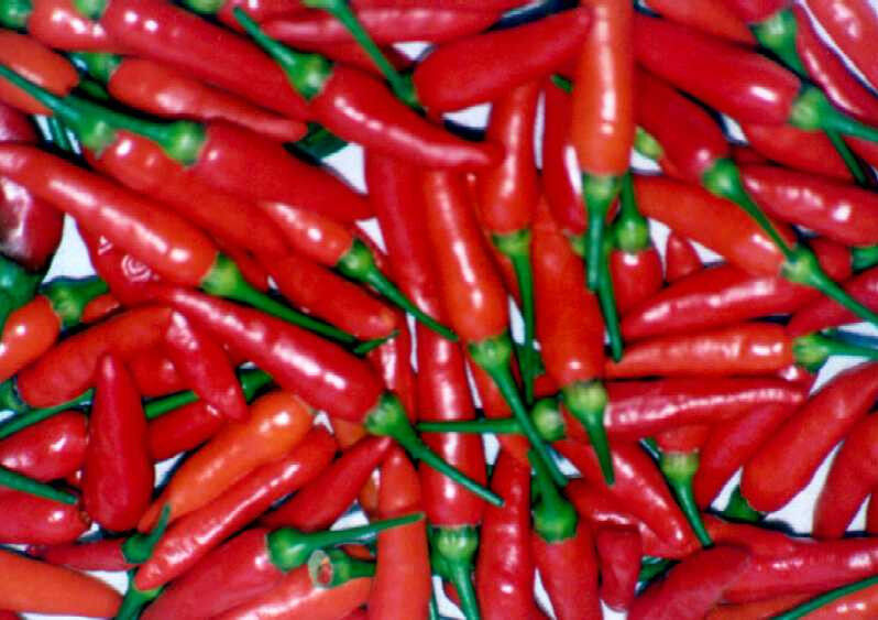30 Seeds Pepper Tabasco Hot Pepper Fresh Seeds Fast Shipping - $8.78