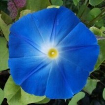 Heavenly Blue Morning Glory Seeds | 50 Seeds | FROM US | 1181 - £1.73 GBP