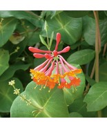PSA Honeysuckle Dropmore Scarlet 2 Seeds Potted Plants In Grower&#39;S Pots ... - $964.70 MXN