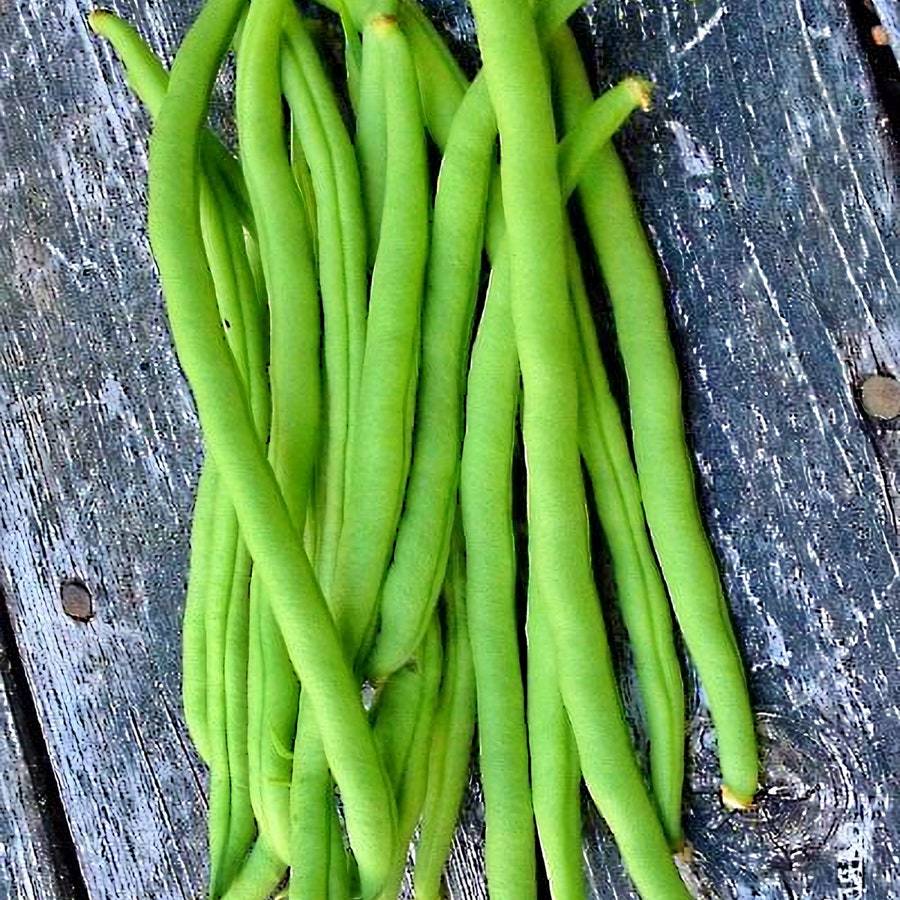 Top Crop Bush Beans Vegetable Fresh Gardening - $12.22