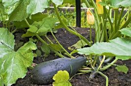 30 Zucchini SUMMER SQUASH Seeds Black Beauty Organic  - £6.38 GBP