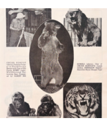 1953 Famous Circus Animal Attractions Gargantua Paragon Somali Toto F15S - $29.99