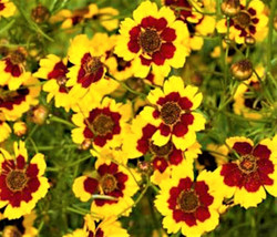 Bloomys Coreopsis Seeds Plains Coreopsis Seeds 300 Seeds Non-GmoUS Seller - £7.34 GBP