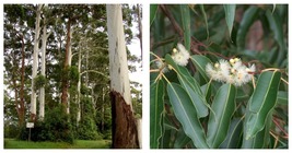 600 seeds Rose Gum, Grand Eucalyptus (Eucalyptus grandis), Fresh Garden - £23.96 GBP