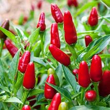 Pequin Chili Pepper 50 Seeds, Piquin, Bird Pepper, Compact Spicy Chili - £2.37 GBP