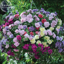 Mudan Hanging Mixed Double Petunia Seeds 200 Seeds Gardening - £4.80 GBP